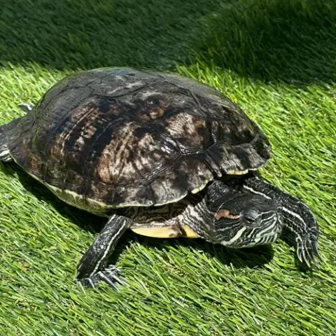 Red Eared Slider Turtles! photo 4