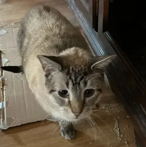 Snowball