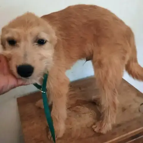 Huey