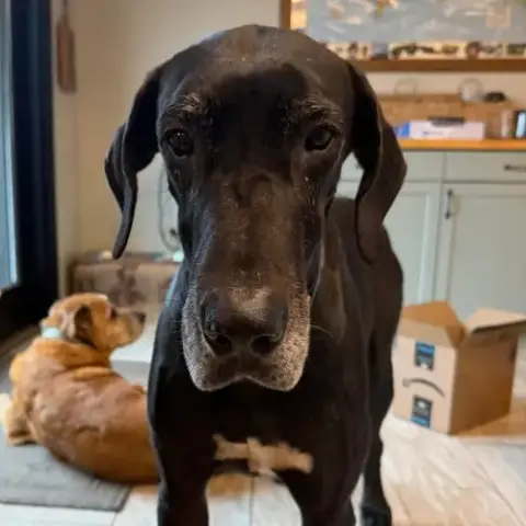 Bubba