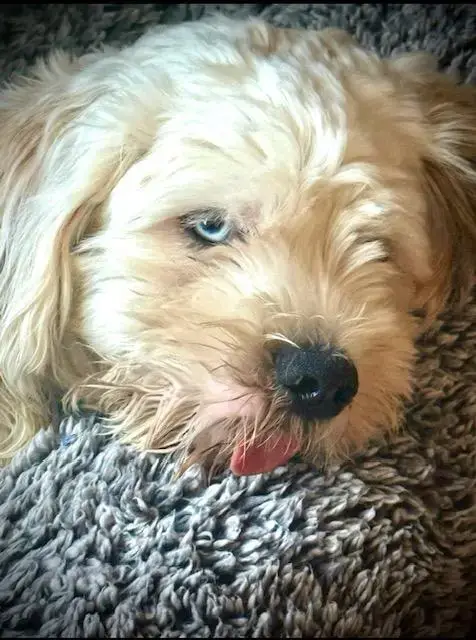 Tofu