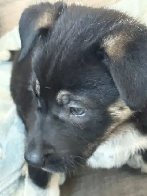 Rosie'S Puppy Meadow photo 4