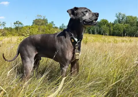 Rocco photo 3