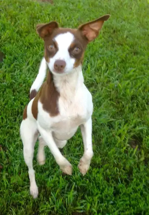 Sugar Sanctuary Dog photo 3