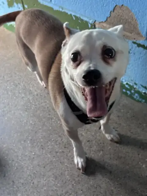 Bobo: Not At Shelter photo 4