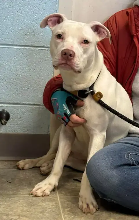 Rainbow Brite: Not At The Shelter photo 3