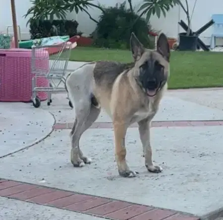 Enzo photo 3