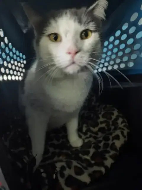 Smokey Joe photo 3