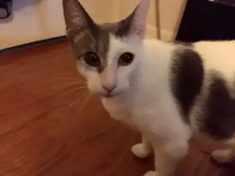 Chance The Cat photo 2