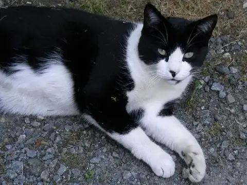 Barn Cat photo 3