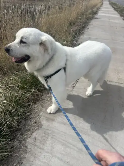 Miss Lucy