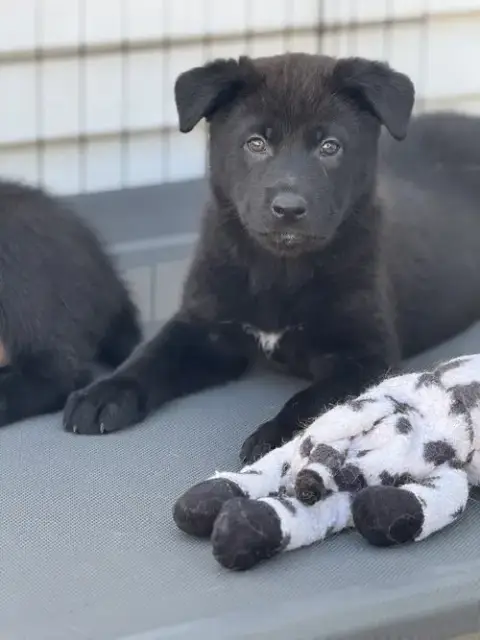 Rosie'S Puppy Onyx