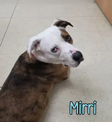 Mirri photo 3