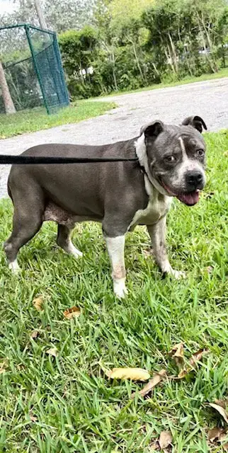 Tyson photo 2