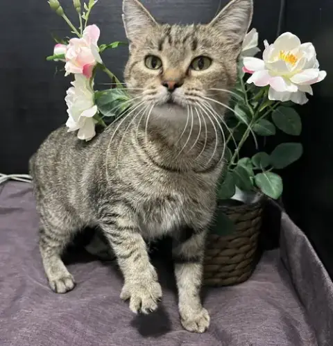 Adoption-Read First photo 2