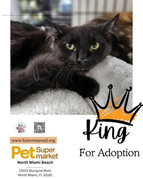 King photo 3