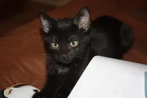 Merlot photo 2