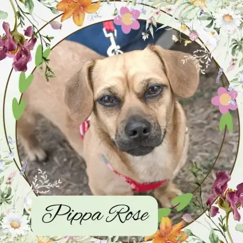 Pippa Rose