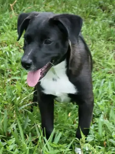 Piper photo 4