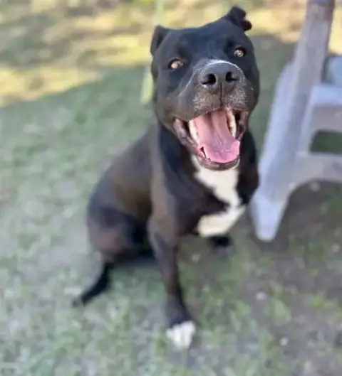 Onyx