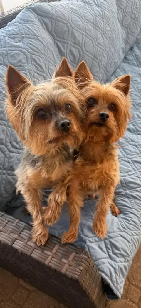 Zeke & Zulu photo 2
