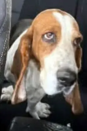 Dixie photo 5