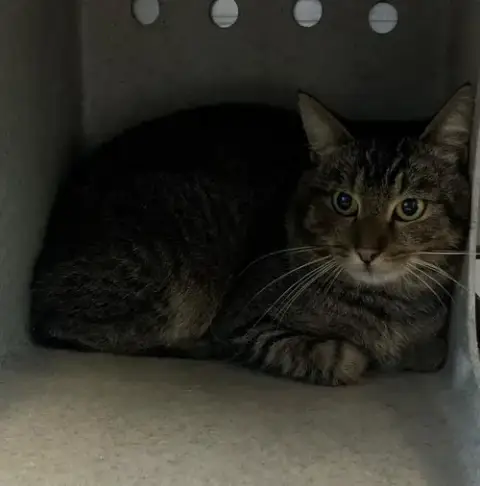 Taz