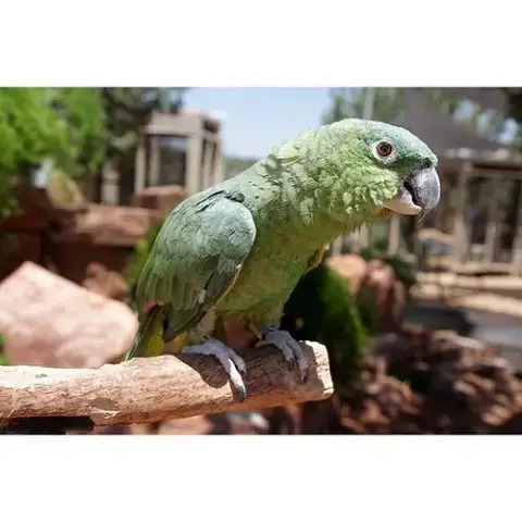 Paco photo 1