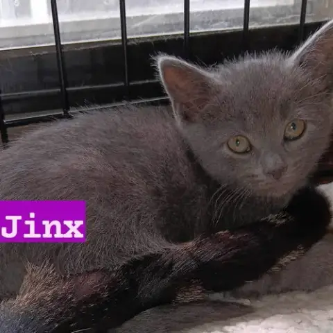 Jinx photo 4