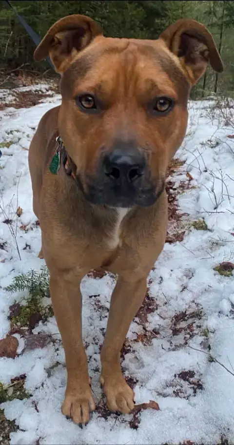 Boone photo 2
