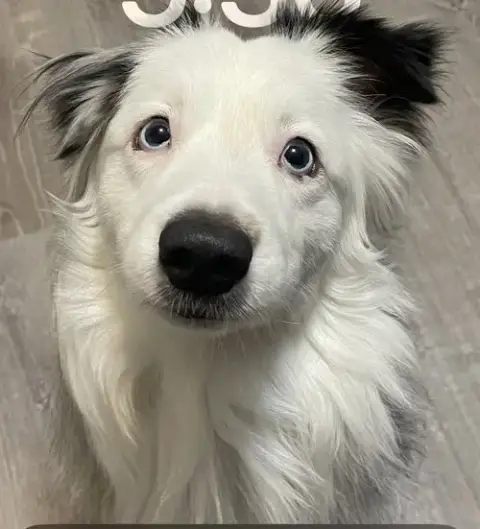 Malachai -Mini Aussie “Sexy Fluffernutter”