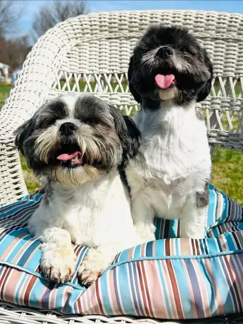 Callie And Molly