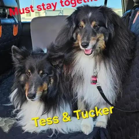 Tess