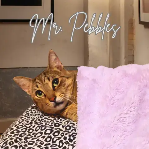 Mr. Pebbles photo 2
