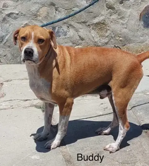 Buddy