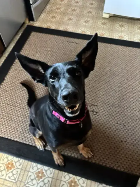 Tia