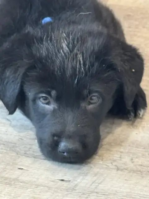 Rosie'S Puppy Scout