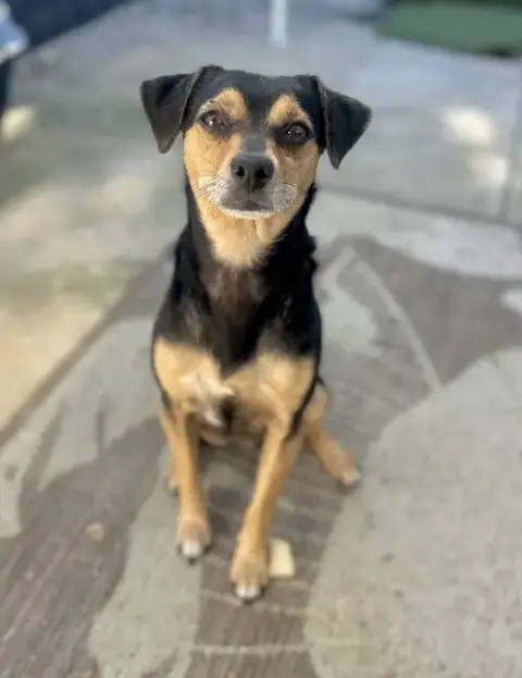 Chico photo 2