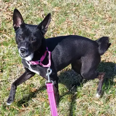 Piper photo 2