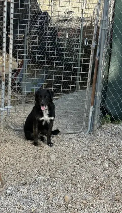 Olive photo 3