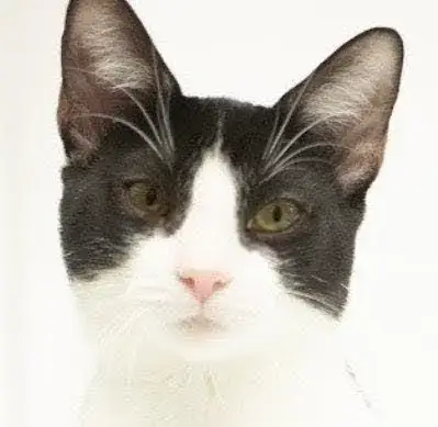 Sebastian