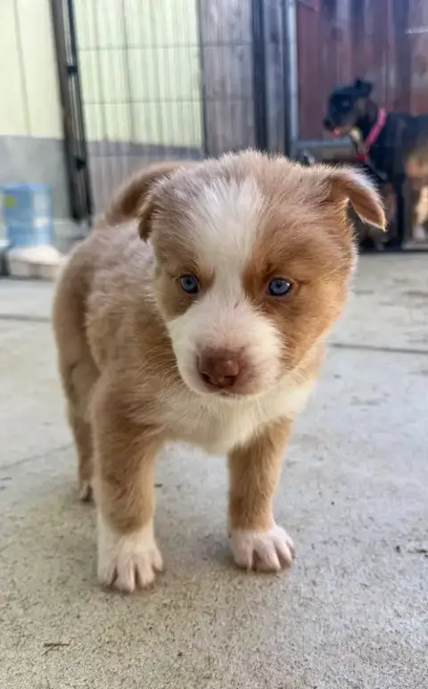 Marilynn'S Puppy Muse