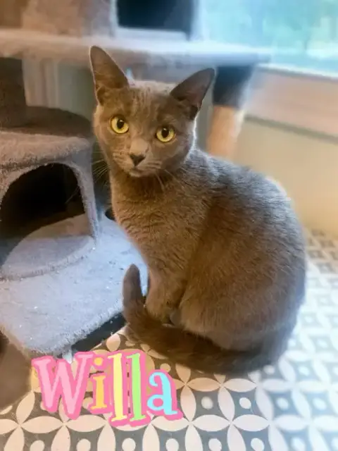 Willa photo 3