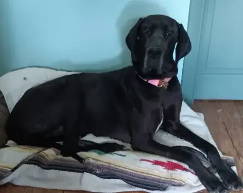 Gracie photo 5