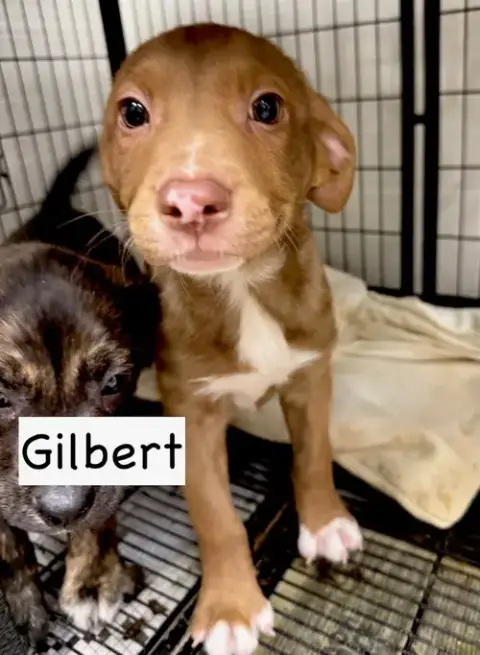 Gilbert photo 5