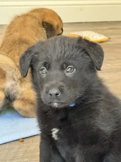 Rosie'S Puppy River photo 5