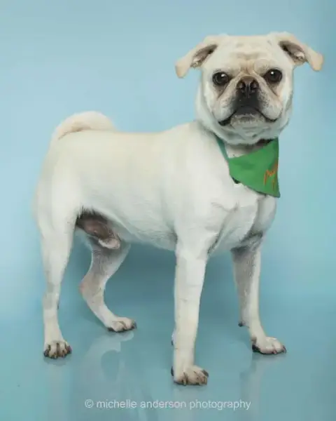 Pugsley photo 5