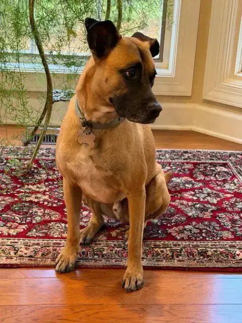 Rufus photo 2