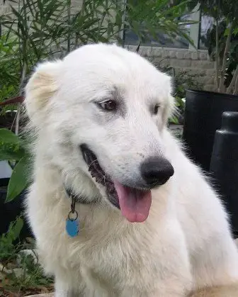 Ok Fosters Needed photo 3