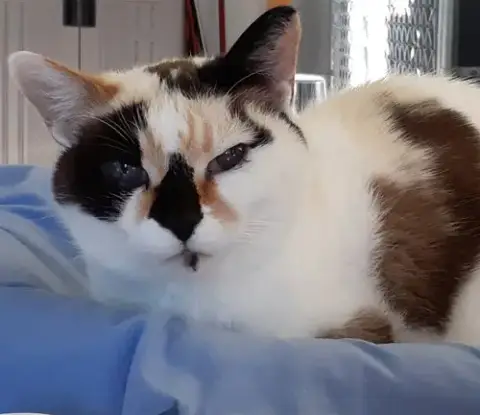 Pebbles photo 3